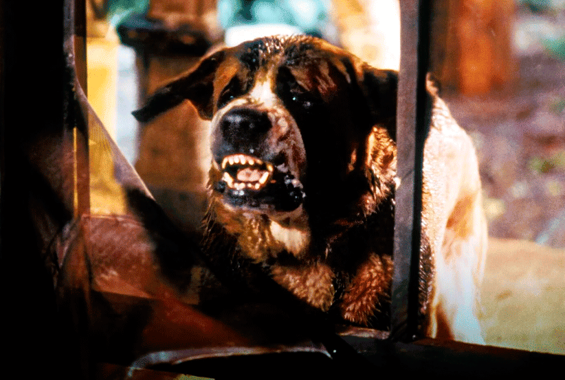 Cujo. 50 melhores filmes de terror dos anos 80